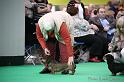 Crufts2011_2 823